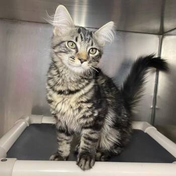 Triscuit -  Domestic Long Hair Cat for Adoption in Roanoke, Virginia - Triscuit | PetCurious