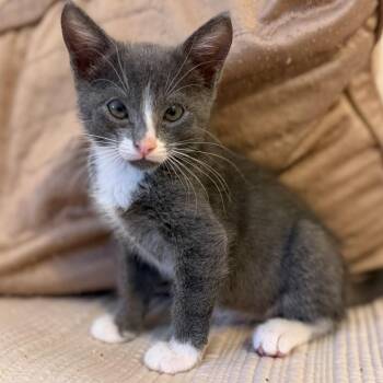 Sarah Vanourek -  Domestic Short Hair Cat for Adoption in Morrison, Colorado - Sarah Vanourek | PetCurious