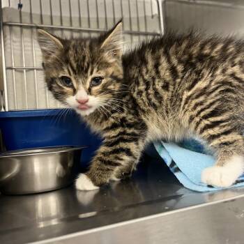 Jace -  Domestic Short Hair Cat for Adoption in Idaho Falls, Idaho - Jace | PetCurious
