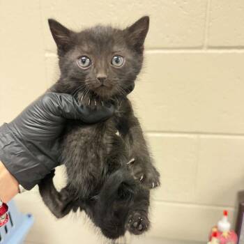 Pine -  Domestic Short Hair Cat for Adoption in Reno, Nevada - Pine | PetCurious