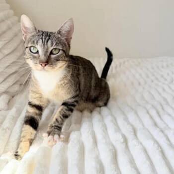 Domestic Short Hair Cats Available for Adoption in Yucca Valley, California - Navy | PetCurious