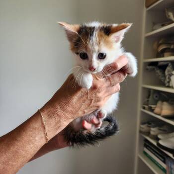 MC1 -  Maine Coon Cat for Adoption in Spring Hill, Kansas - MC1 | PetCurious