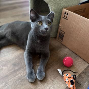 Rescue Domestic Short Hair Cats for Adoption in Houston, Texas - Fiona | PetCurious