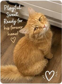 Murphy -  Domestic Medium Hair Cat for Adoption in Fort Worth, Texas - Murphy | PetCurious