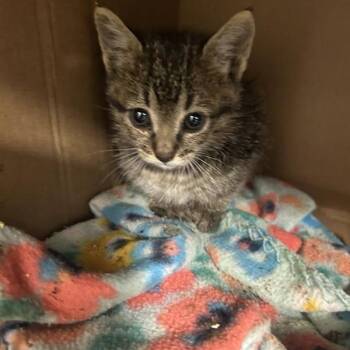 Meredith Grey -  Domestic Short Hair Cat for Adoption in Salt Lake City, Utah - Meredith Grey | PetCurious