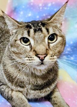 Rex - Rancho Cucamonga PetSmart -  Domestic Short Hair Cat for Adoption in Yorba Linda, California - Rex - Rancho Cucamonga PetSmart | PetCurious