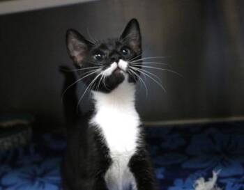 Lactaid -  Domestic Short Hair Cat for Adoption in Brunswick, Georgia - Lactaid | PetCurious