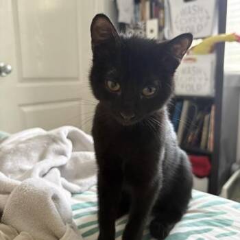 Bo Peep -  Domestic Short Hair Cat for Adoption in Burnaby, British Columbia - Bo Peep | PetCurious