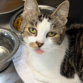 Chloe -  Domestic Short Hair Cat for Adoption in Morganton, North Carolina - Chloe | PetCurious