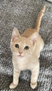 Sam -  Domestic Short Hair Cat Available for Adoption in Chicago, Illinois - Sam | PetCurious