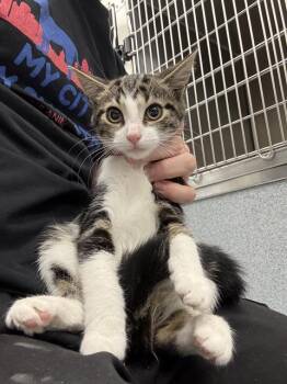 POSH SPICE -  Domestic Short Hair Cat for Adoption in Indianapolis, Indiana - POSH SPICE | PetCurious