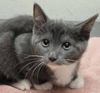 Violet -  Domestic Short Hair Cat for Adoption in Eugene, Oregon - Violet | PetCurious