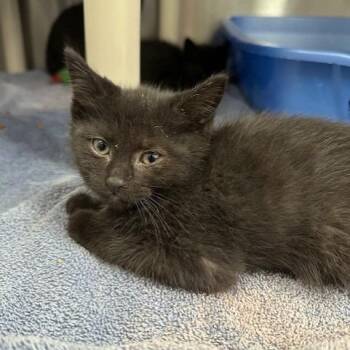 Domestic Short Hair Cats Available for Adoption in Indianapolis, Indiana - Robert | PetCurious