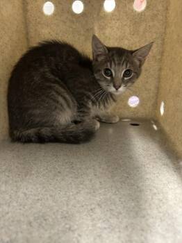 Domestic Short Hair Cats Available for Adoption in Derwood, Maryland - FERN | PetCurious