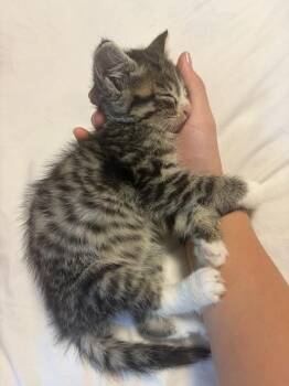 Chad -  Domestic Short Hair Cat for Adoption in Hamilton, Ohio - Chad | PetCurious