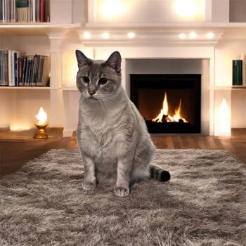 Rescue Siamese Cats for Adoption in Dalton, Georgia - Amiya | PetCurious