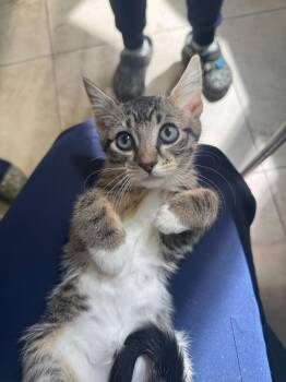 Aloof (Bonded to Tictac) -  Domestic Short Hair Cat Available for Adoption in New York, New York - Aloof (Bonded To Tictac) | PetCurious