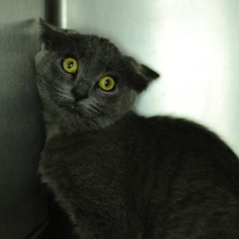 Frost -  Domestic Short Hair Cat for Adoption in Idaho Falls, Idaho - Frost | PetCurious
