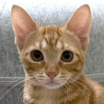 Syrup -  Domestic Short Hair Cat for Adoption in Crystal Lake, Illinois - Syrup | PetCurious
