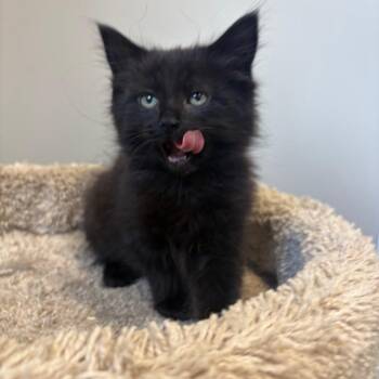 Badonkadonk (blue collar) -  Domestic Medium Hair Cat for Adoption in Puslinch, Ontario - Badonkadonk (blue Collar) | PetCurious