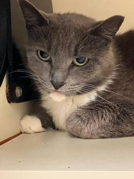 Domestic Short Hair Cats Available for Adoption in Christiansburg, Virginia - Kara | PetCurious