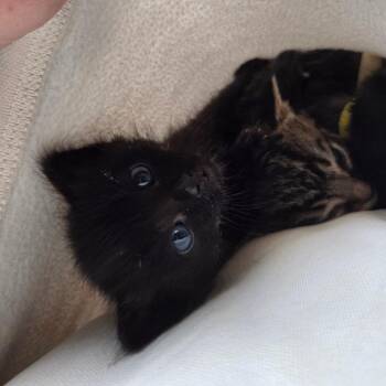 Ivy (White) -  Domestic Short Hair Cat for Adoption in Belfair, Washington - Ivy (White) | PetCurious