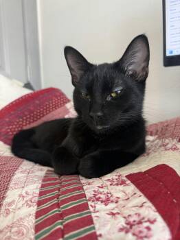 Squiggy -  Domestic Short Hair Cat for Adoption in Houston, Texas - Squiggy | PetCurious