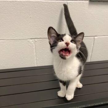 Domestic Short Hair Cats Available for Adoption in Dayton, Ohio - Loco | PetCurious