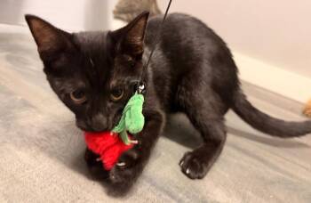 Neon Carrot -  Domestic Short Hair Cat for Adoption in Hudson, New Hampshire - Neon Carrot | PetCurious