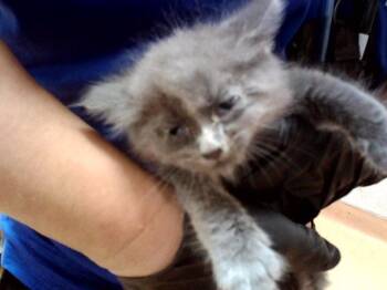 A1048785 -  Domestic Medium Hair Cat for Adoption in Martinez, California - A1048785 | PetCurious