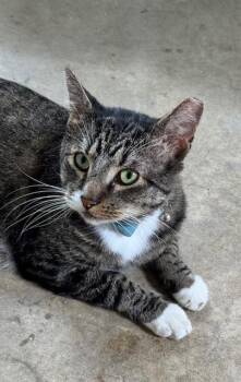 Rescue Domestic Short Hair Cats for Adoption in Richboro, Pennsylvania - Willie | PetCurious