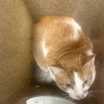 Erin -  Domestic Short Hair Cat for Adoption in Philadelphia, Pennsylvania - Erin | PetCurious