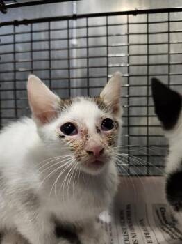 RUSTY -  Domestic Short Hair Cat for Adoption in San Antonio, Texas - RUSTY | PetCurious