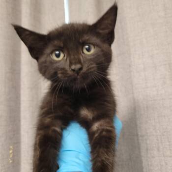Domestic Short Hair Cats Available for Adoption in Hattiesburg, Mississippi - K-Dot | PetCurious