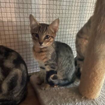 Lulu 26-07-027 -  Domestic Short Hair Cat for Adoption in Bastrop, Texas - Lulu 26-07-027 | PetCurious