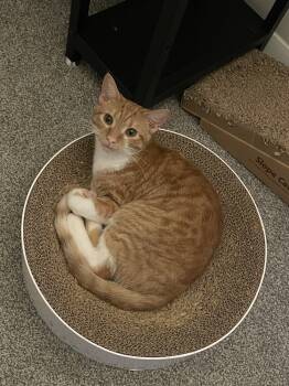 Rescue Domestic Short Hair Cats for Adoption in Cary, North Carolina - Fried Egg | PetCurious