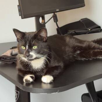 Domestic Short Hair Cats Available for Adoption in Rochester Hills, Michigan - Melshi | PetCurious