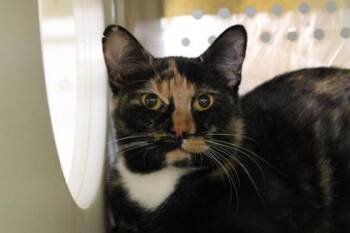 Domestic Short Hair Cats Available for Adoption in Kansas City, Missouri - Moonpie | PetCurious
