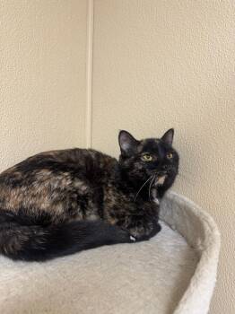 Rescue Domestic Short Hair Cats for Adoption in Quincy, Illinois - Callie | PetCurious