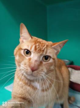 Domestic Short Hair Cats Available for Adoption - Marveen 4 Year Male Ava 4/15 | PetCurious