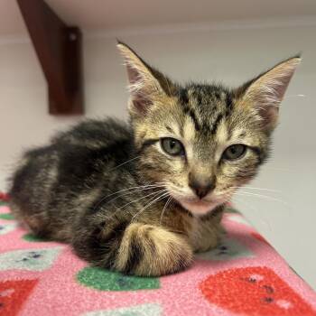 Mike Wazowski -  Domestic Short Hair Cat for Adoption in West Palm Beach, Florida - Mike Wazowski | PetCurious