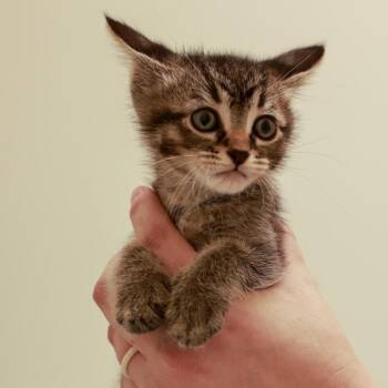 Mulligan -  Domestic Short Hair Cat for Adoption in Chaska, Minnesota - Mulligan | PetCurious