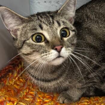 Kiki -  Domestic Short Hair Cat for Adoption in Lakewood, Colorado - Kiki | PetCurious