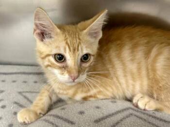 Gerald -  Domestic Short Hair Cat for Adoption in Portland, Oregon - Gerald | PetCurious