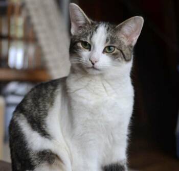 Domestic Short Hair Cats Available for Adoption - Kosher | PetCurious