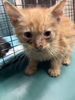 TANGERINE -  Domestic Medium Hair Cat for Adoption in Corpus Christi, Texas - TANGERINE | PetCurious