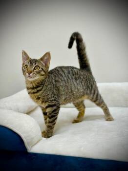 Wendy -  Tabby Cat for Adoption in Newberg, Oregon - Wendy | PetCurious