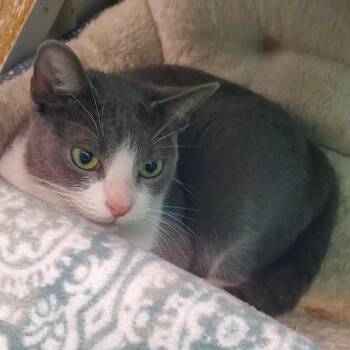Katelyn -  Domestic Short Hair Cat for Adoption in Lake Jackson, Texas - Katelyn | PetCurious