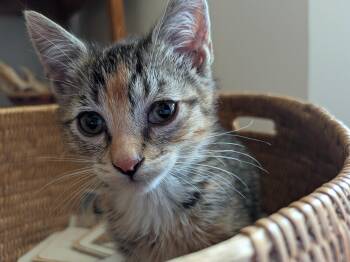 ShortCake -  Domestic Short Hair Cat for Adoption in Fruit Heights, Utah - ShortCake | PetCurious