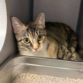 Thumbelina -  Domestic Short Hair Cat for Adoption in Canon City, Colorado - Thumbelina | PetCurious